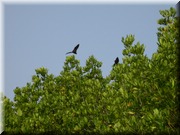 CLICK to enlarge image

Image ID: DSCN8250