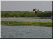 CLICK to enlarge image

Image ID: DSCN8276
