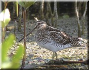 CLICK to enlarge image

Image ID: DSCN8292