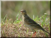 CLICK to enlarge image

Image ID: DSCN8294