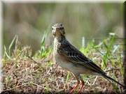 CLICK to enlarge image

Image ID: DSCN8295