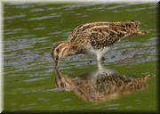 CLICK to enlarge image

Image ID: DSCN8300