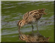 CLICK to enlarge image

Image ID: DSCN8310