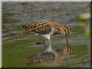 CLICK to enlarge image

Image ID: DSCN8318