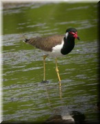 CLICK to enlarge image

Image ID: DSCN8320