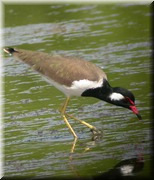 CLICK to enlarge image

Image ID: DSCN8322