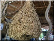 CLICK to enlarge image

Image ID: DSCN8358