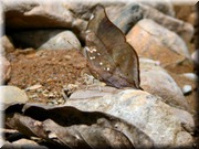 CLICK to enlarge image

Image ID: DSCN8460