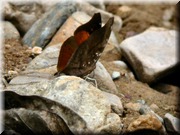 CLICK to enlarge image

Image ID: DSCN8471